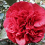 red camellia