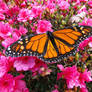 monarch butterfly (Danaus plexippus)