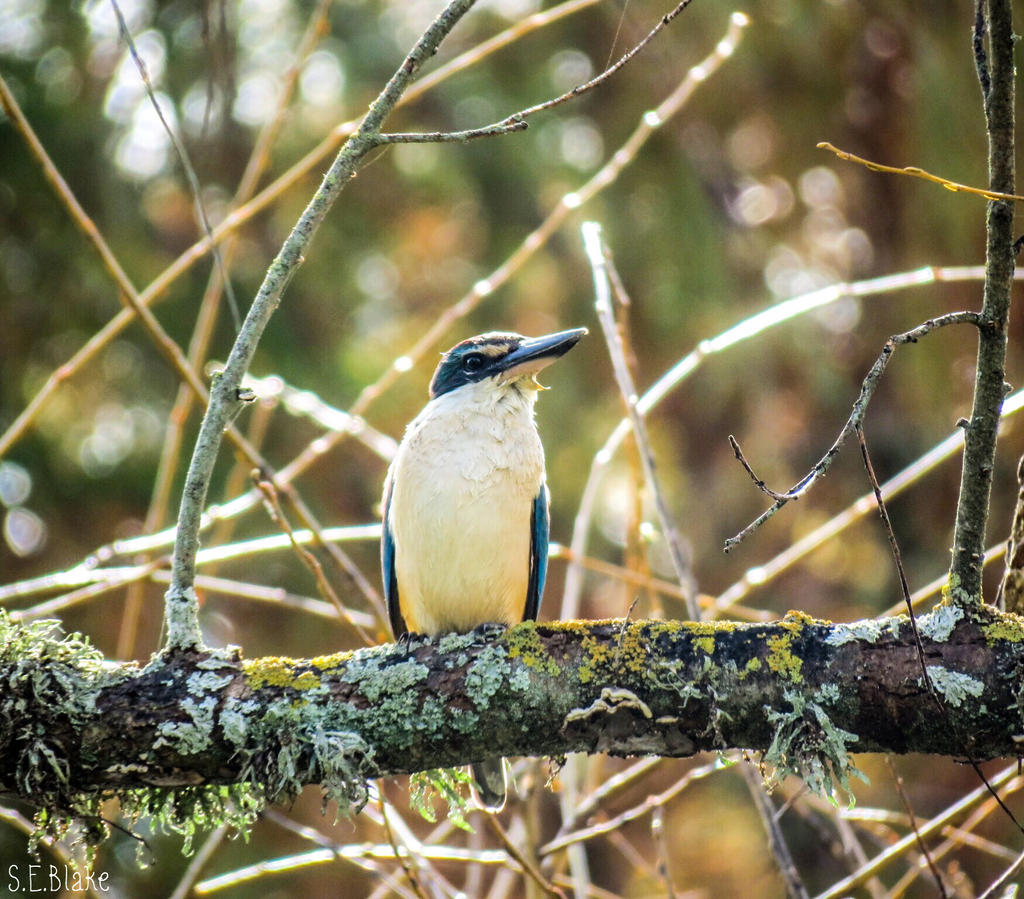 Kingfisher