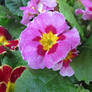 purple polyanthus