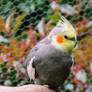 Cockatiel 2