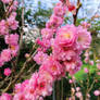 dwarf flowering almond