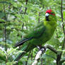 red-crowned parakeet