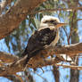 Kookaburra