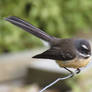 Fantail