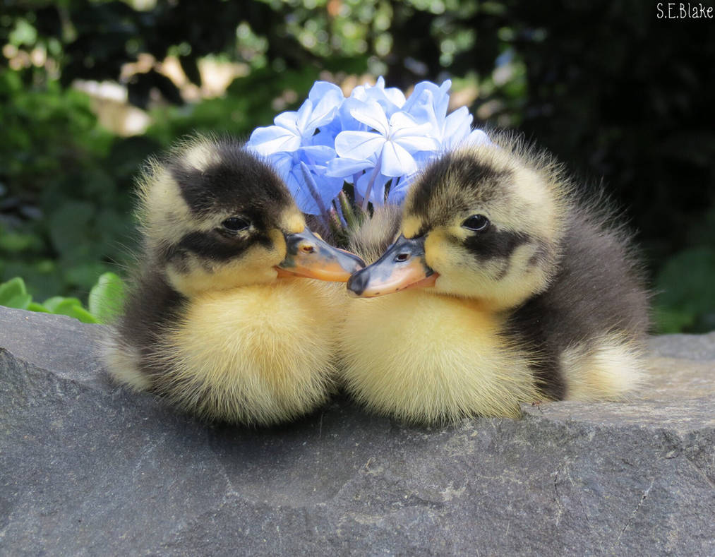 Black Swedish ducklings by kiwipics Black Swedish ducklings by kiwipics