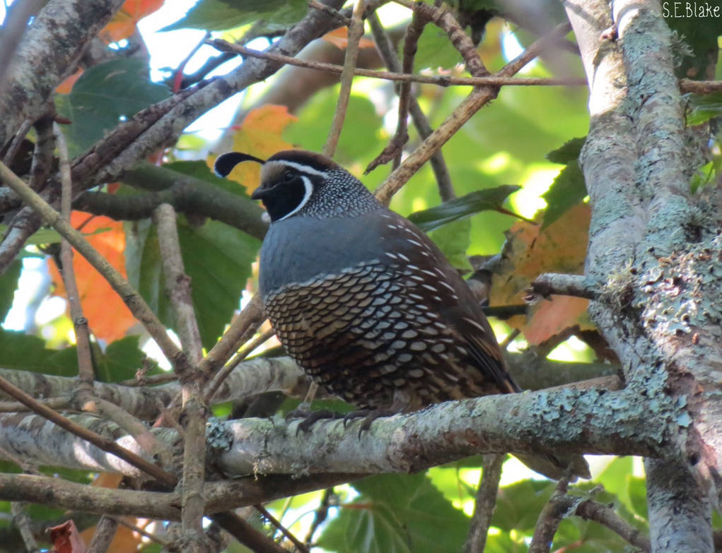 California quail by kiwipics California quail by kiwipics