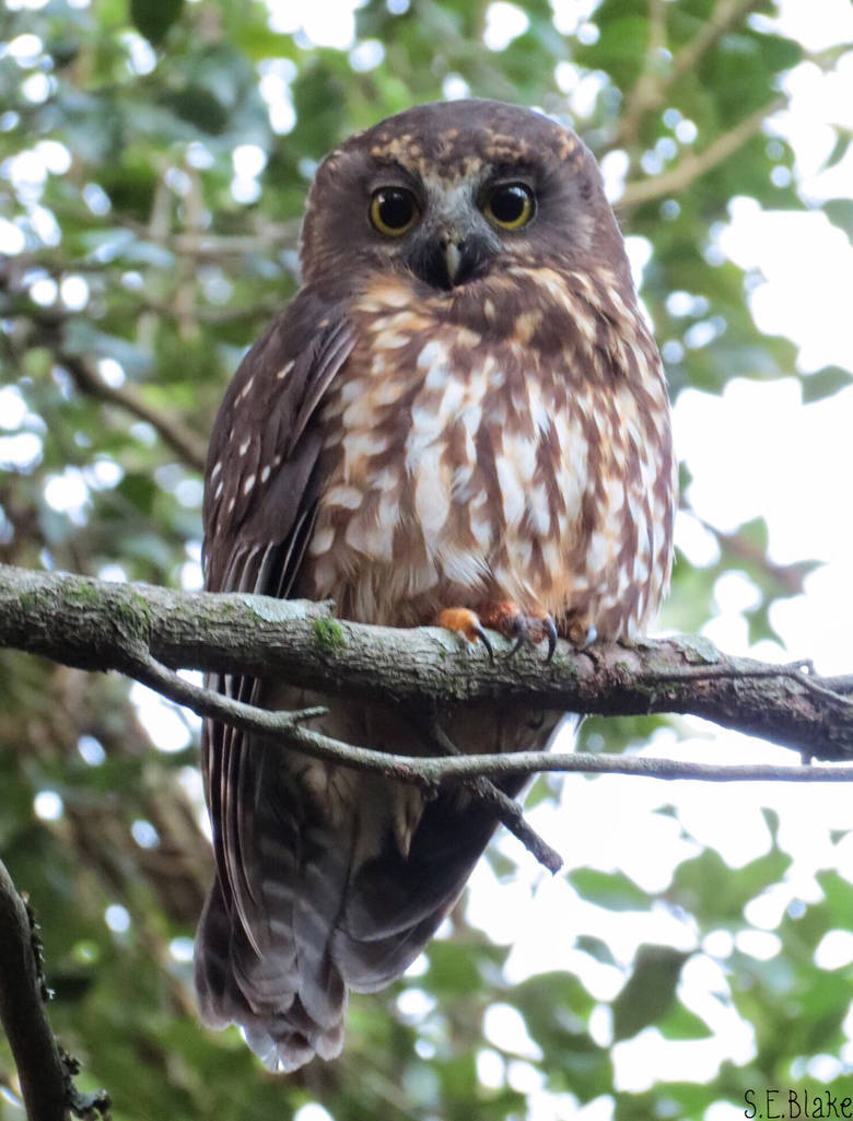 morepork owl by kiwipics morepork owl by kiwipics