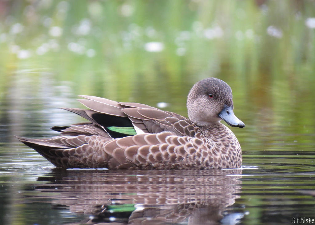 NZ grey teal by kiwipics NZ grey teal by kiwipics