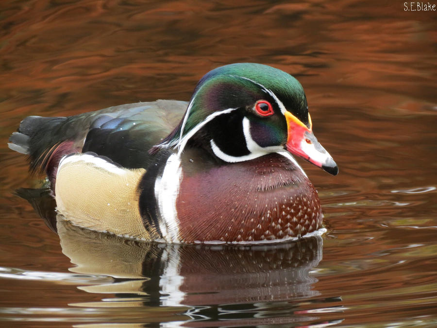 Carolina Wood Duck 4 by kiwipics Carolina Wood Duck 4 by kiwipics