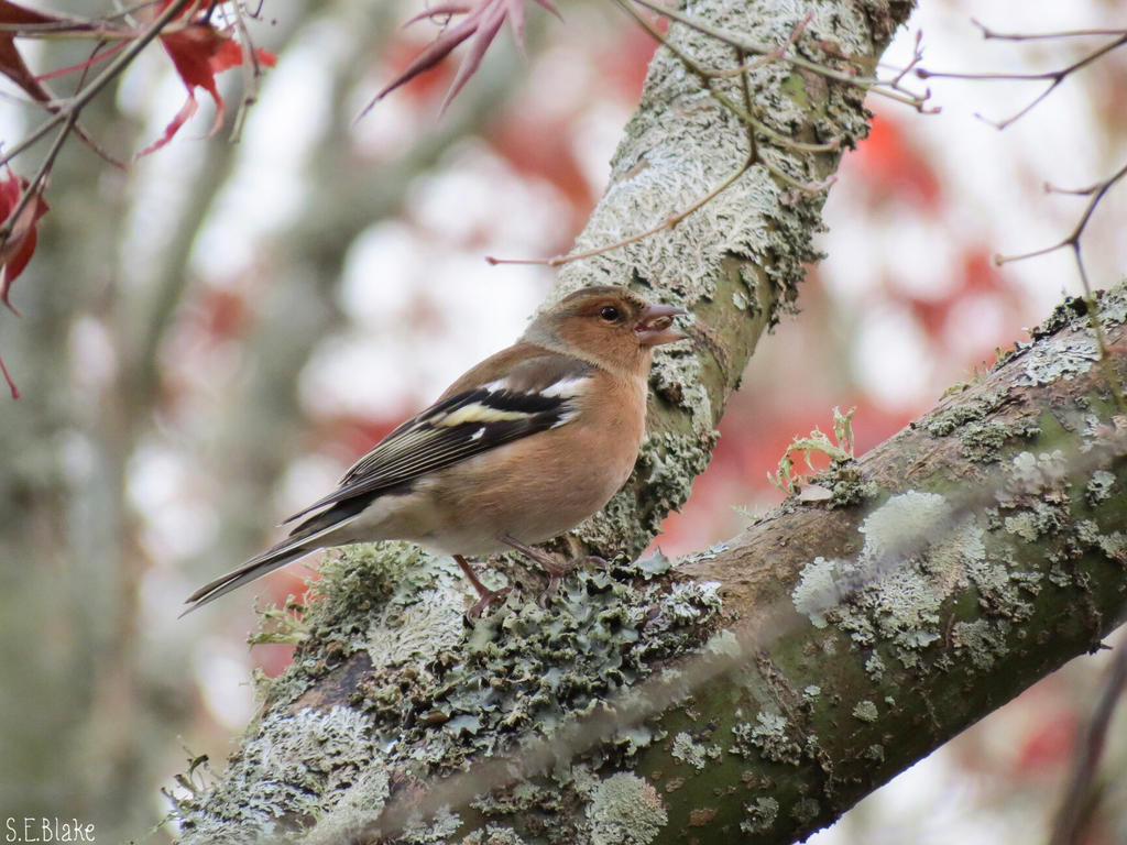 common chaffinch