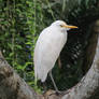 cattle egret