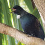 singing tui