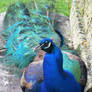 Peacock 4