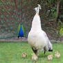 peafowl family