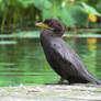 little black shag