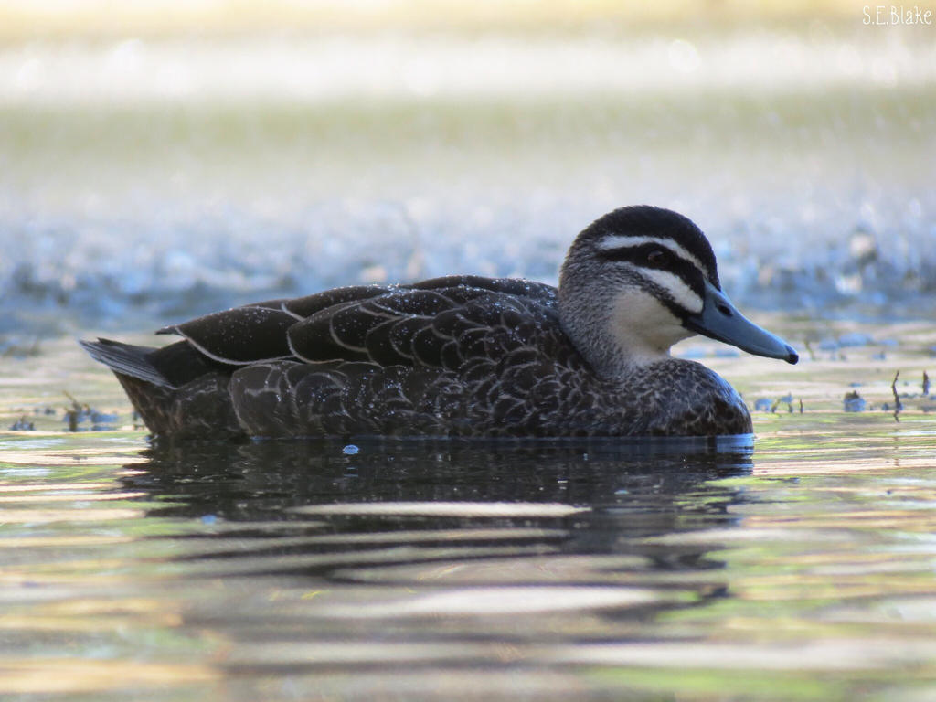 Pacific black duck by kiwipics on DeviantArt