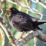 male blackbird