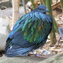 Nicobar pigeon