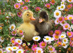 ducklings in daisies by kiwipics