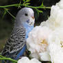 budgie and roses