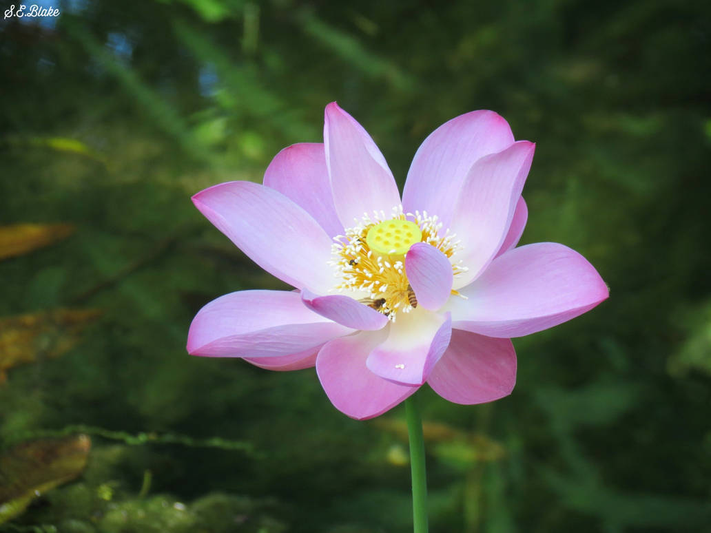 Lotus flower 