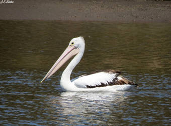 Australian pelican 