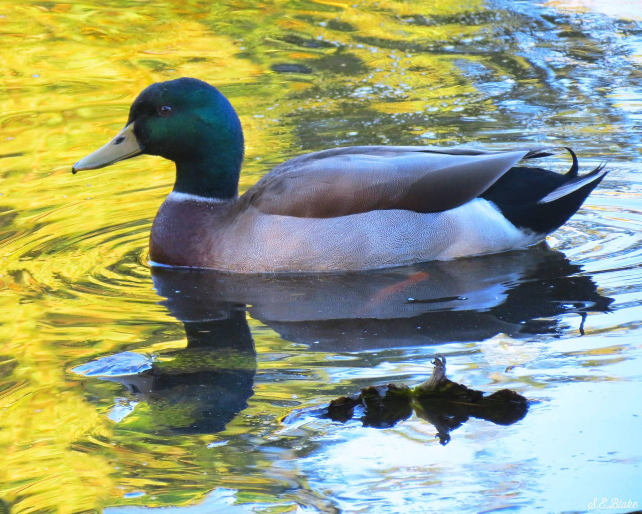 male mallard by kiwipics on DeviantArt