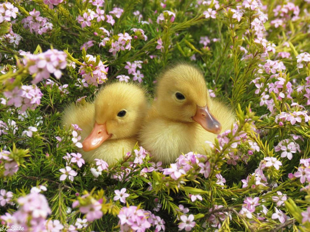 Pekin Ducklings by kiwipics on DeviantArt