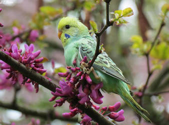 budgie and blossoms