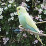 budgie with flowers 