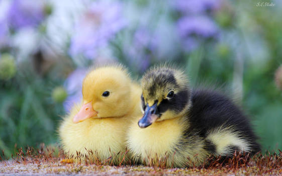Spring Portrait Ducklings Explore the Best Ducklings Art | DeviantArt