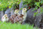 peachicks