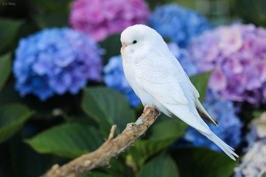 Light blue budgie