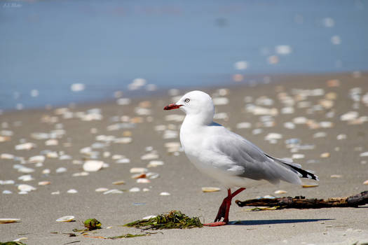 Seagull 2