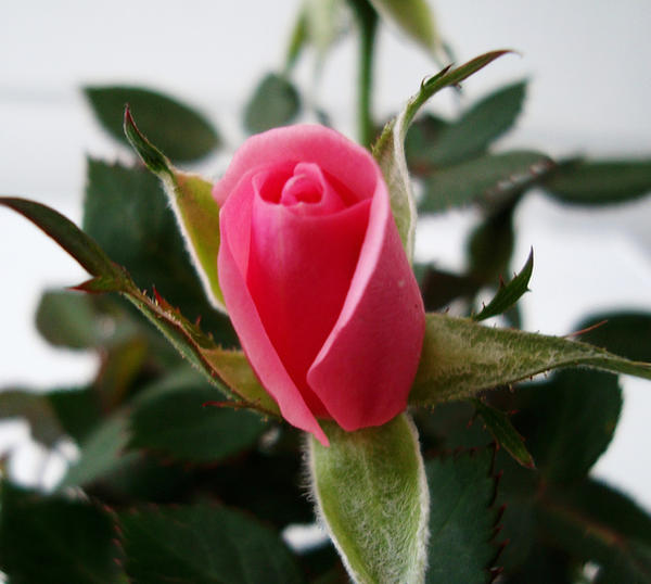 Rosebud