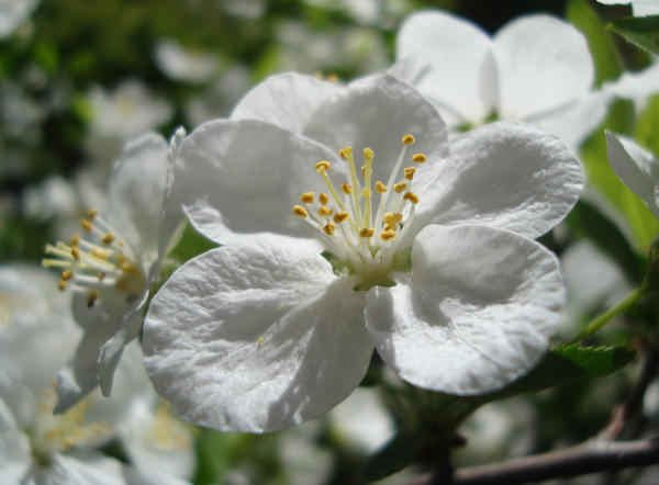 White Beauty