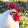 Rudy the Rooster