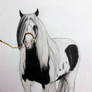 Gypsy Cob drawing