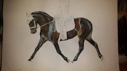 Dressage Standardbred WIP2