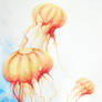 Orange Jellyfish