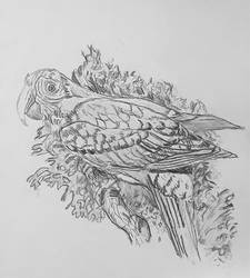 Parrot drawing