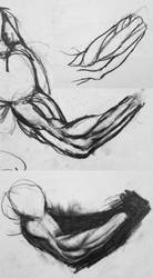 Arm anatomy study