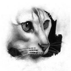 Cat drawing