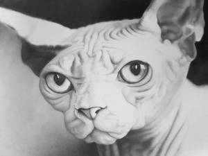 Sphynx (work in progress)