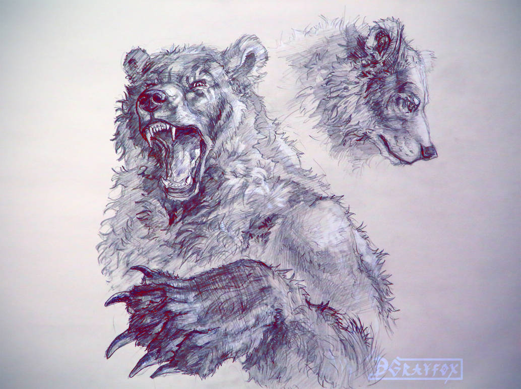 Wild bear by DGrayfox