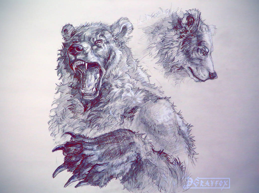 Wild bear by DGrayfox Wild bear by DGrayfox