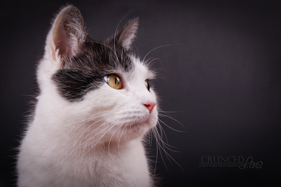 cat profile by dark-cayden cat profile by dark-cayden