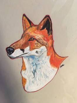 Fox, colored pencil #2