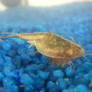 Triops Day 15